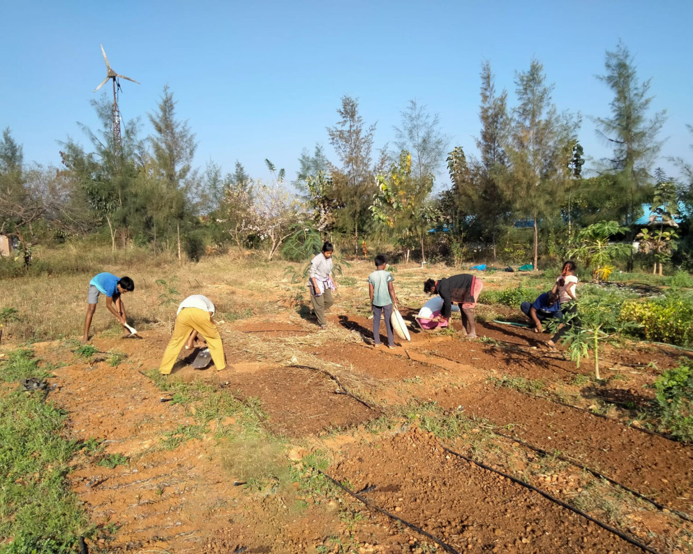 Tending to medicinal herb gardens at ProtoVillage