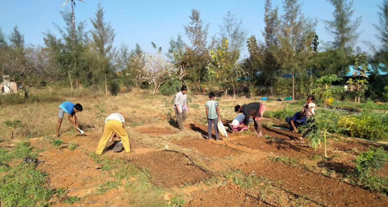 Medicinal-Herb-Garden-3-copy-768x576